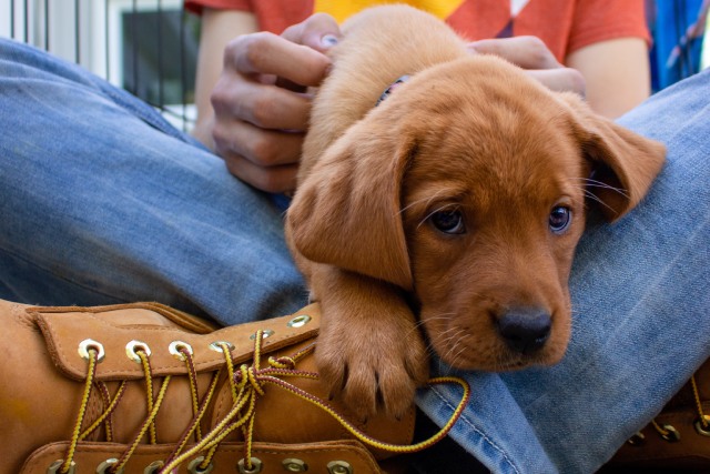 犬が足のあいだに入ったり 膝の上に座る心理 ブリーダーナビ