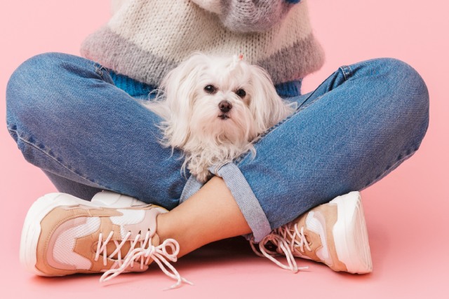 犬が足のあいだに入ったり 膝の上に座る心理 ブリーダーナビ