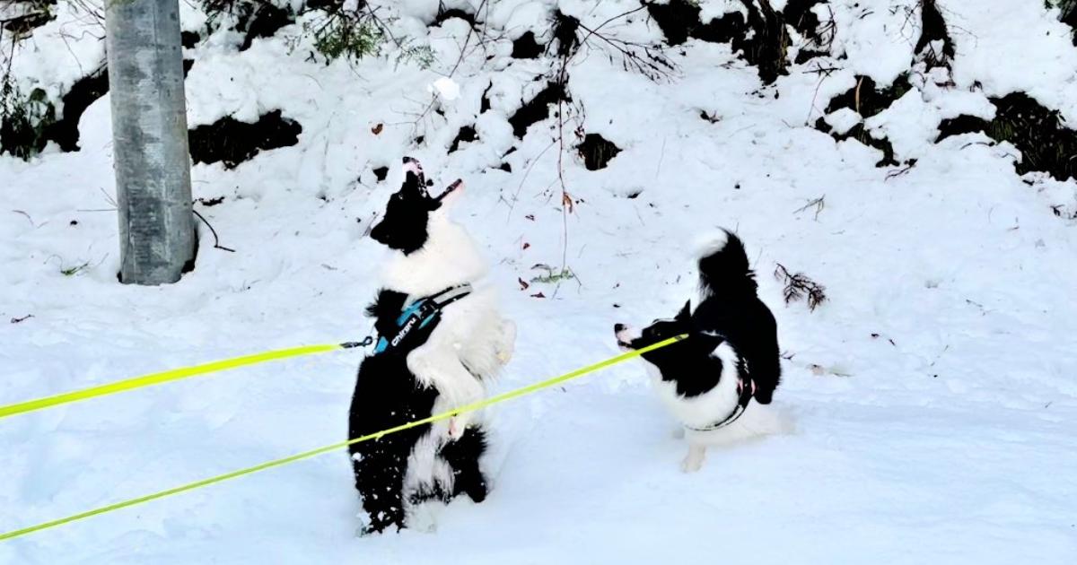 雪遊びする犬さんたちの喜びが伝わってくる！最高に楽しそうなボダコ兄妹の飼い主さんに話を聞いた