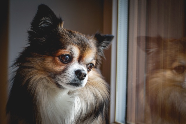 共働き世帯におすすめの犬種チワワ