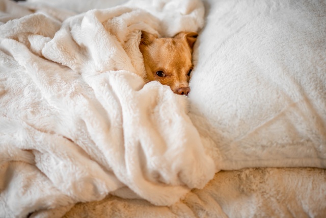 室内犬の寒さ対策について