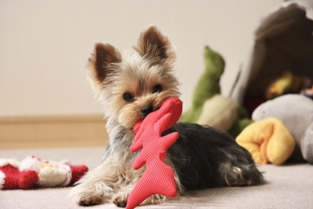 愛犬家が喜ぶオーナーグッズ♪大切な愛犬との生活がもっと楽しく快適に♡おすすめグッズもご紹介♪