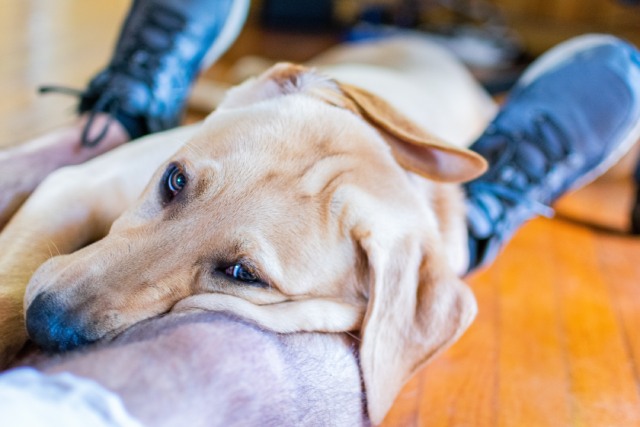 犬が足のあいだに入ったり 膝の上に座る心理 ブリーダーナビ