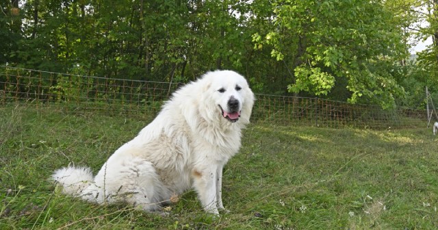 グレートピレニーズの性格や特徴は？初心者に向けた飼い方も