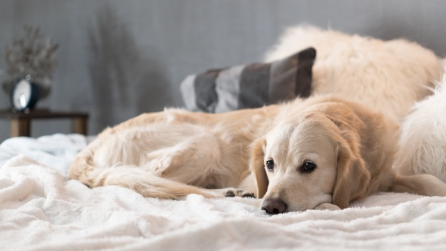 共働き世帯におすすめの犬種ゴールデンレトリーバー