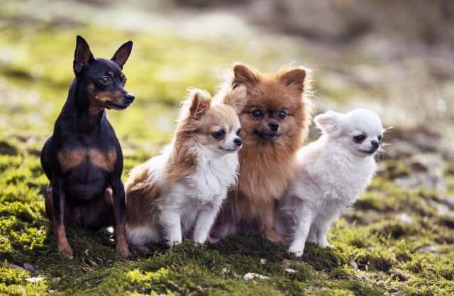 犬種による性格の特徴について