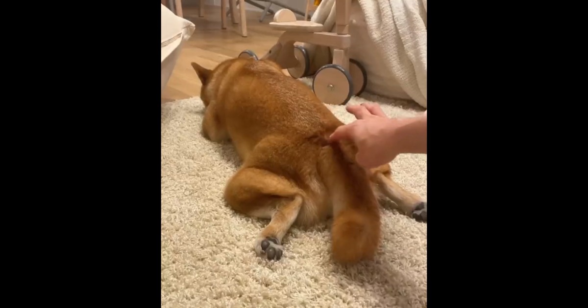 「何?!」びっくりしてお尻がピョンッ！柴犬くんにしたいたずらについて飼い主さんの話を聞いた