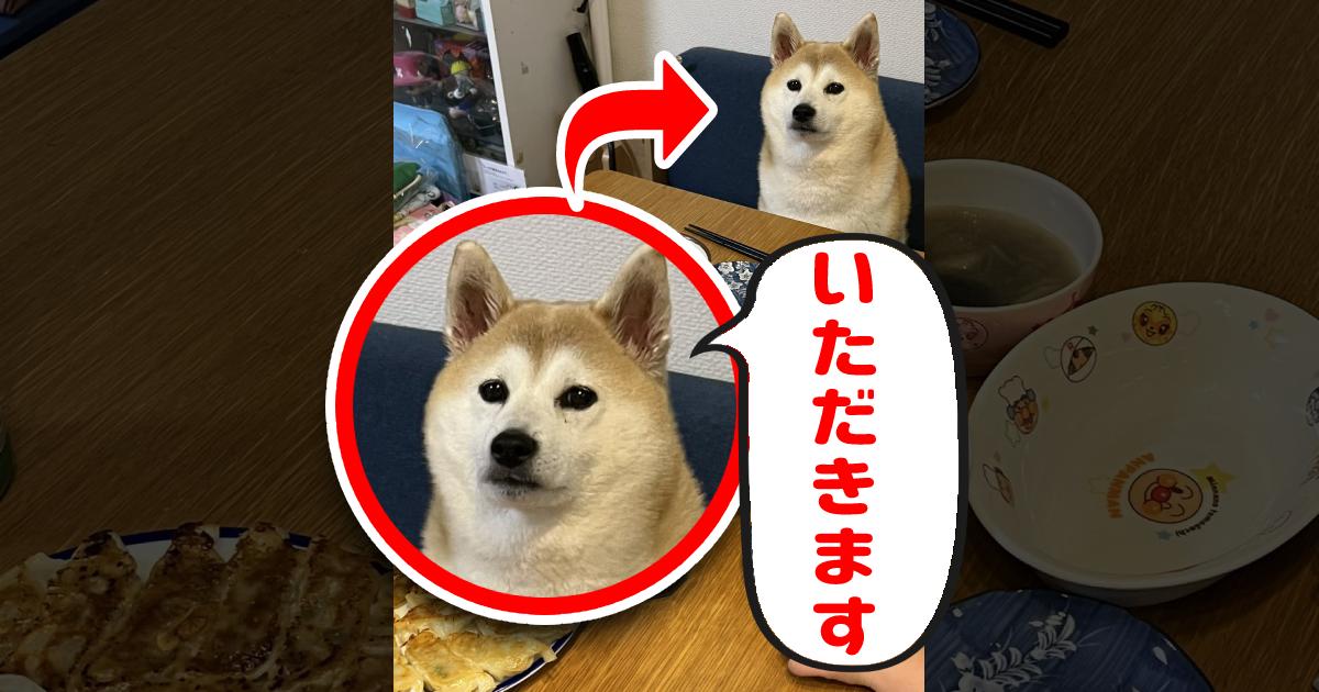 食卓で待つ柴犬ちゃん「ご飯こちらでいただきますね」の表情が最高と話題！結局食べられたの？飼い主さんに聞いた