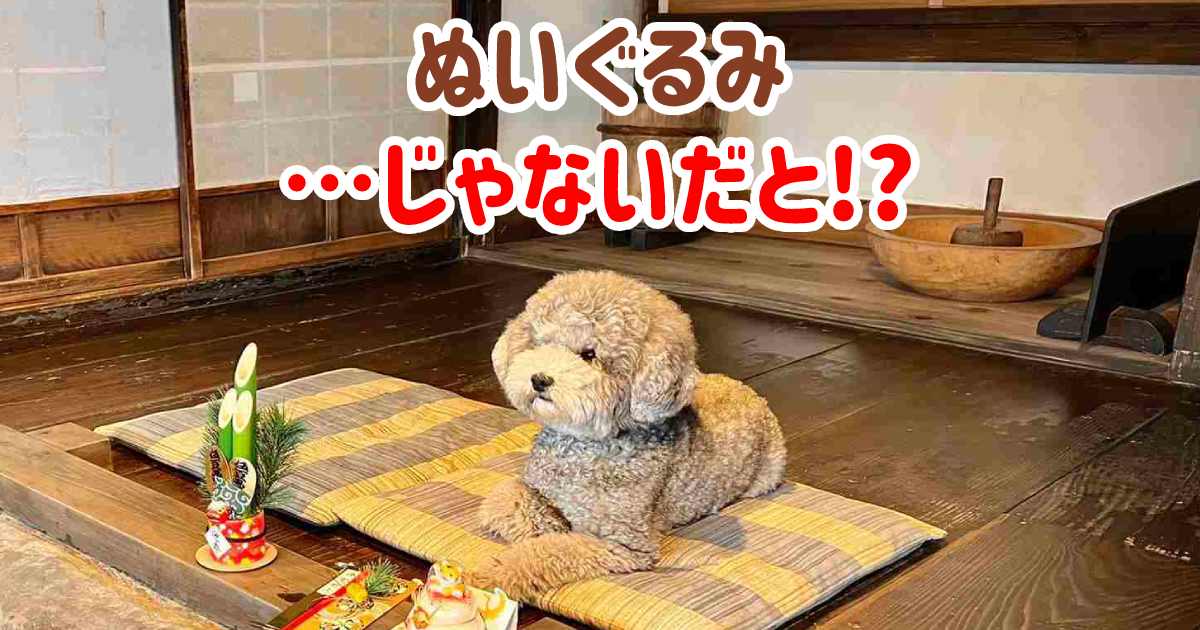 犬のぬいぐるみ…じゃなくて本物!?かわいすぎ＆プロすぎが話題のトイプーくん♡