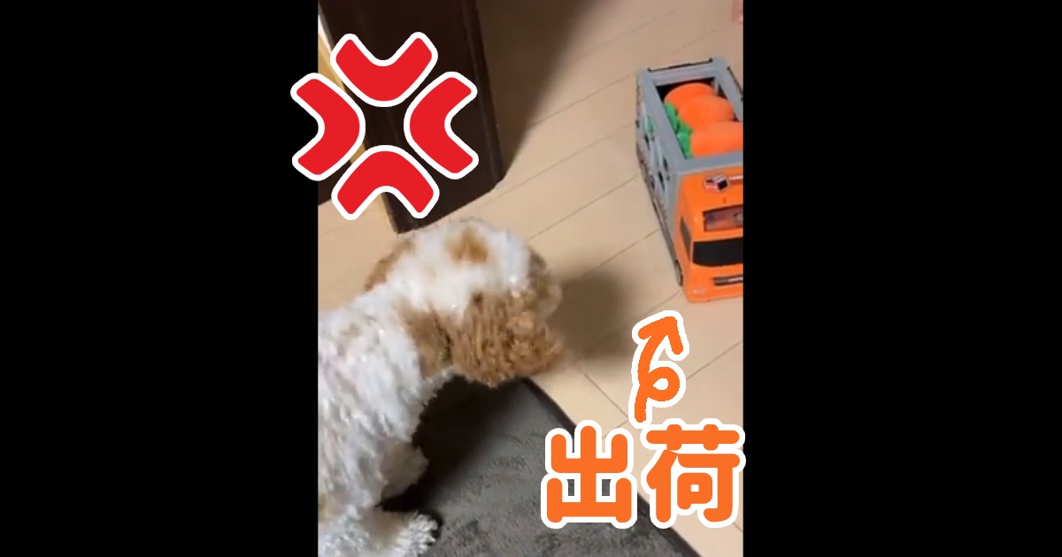 トイプーくん「ニンジン出荷するな！」トラックにビビリながらも必死の抗議！飼い主さんに事情を聞いた