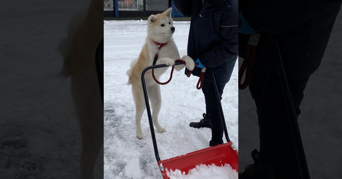 雪かきしてくれる看板犬!?店番から配達までなんでもこなす働き者ワンちゃんが人気♪