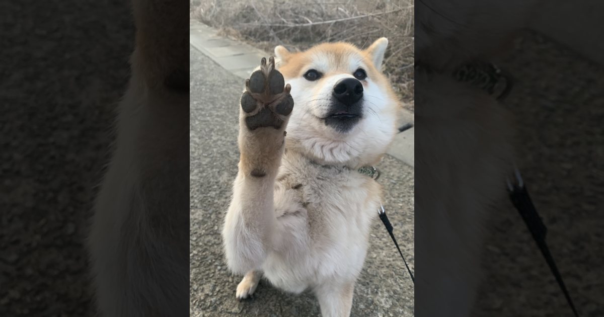 カメラ越しの「おはよう♪」笑顔でハイタッチする柴犬くんがすごいと話題！