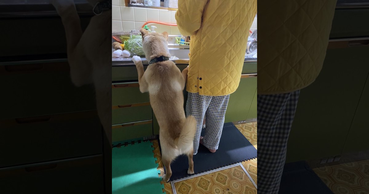 台所でお手伝い！やる気満々で飼い主さんの横に立つけなげなワンちゃん♡