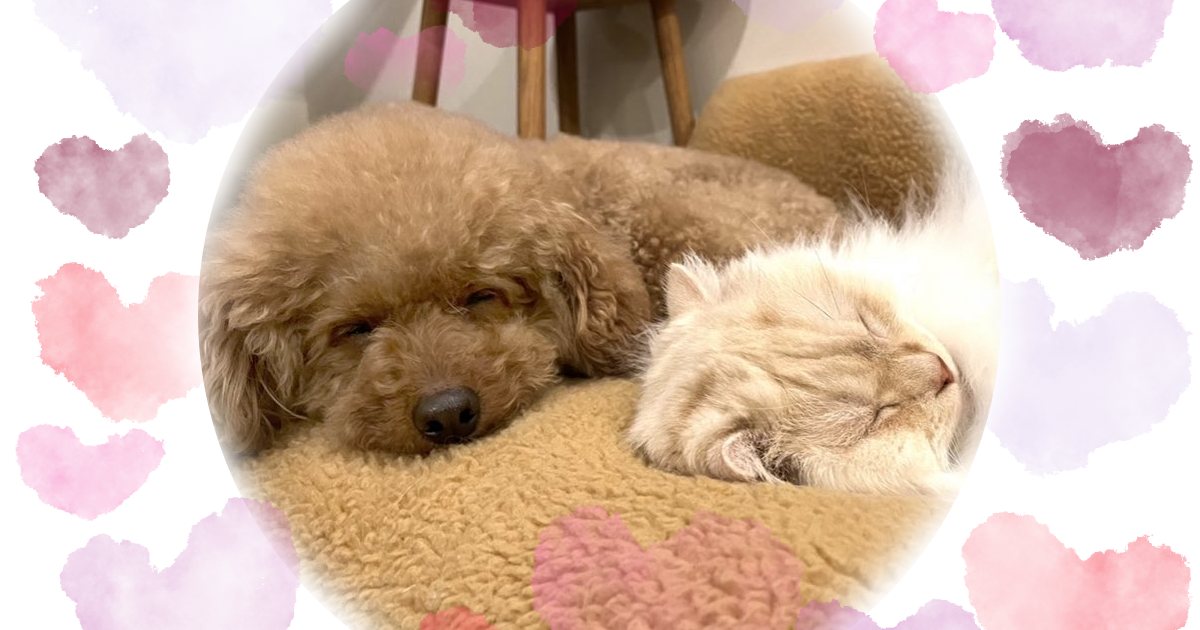 一緒に眠るトイプーくんと猫ちゃん♡仲良しきょうだいの関係性とは？