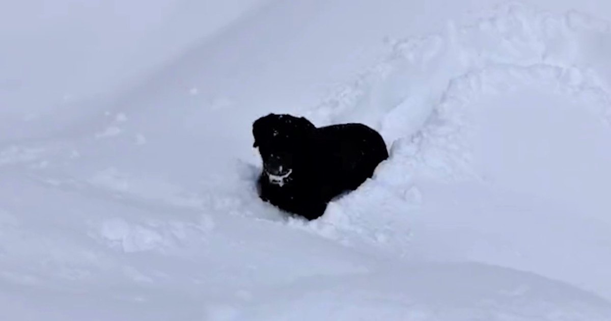 埋もれそうな雪の中を遠回りして進む犬さん。その楽しそうな様子が話題！