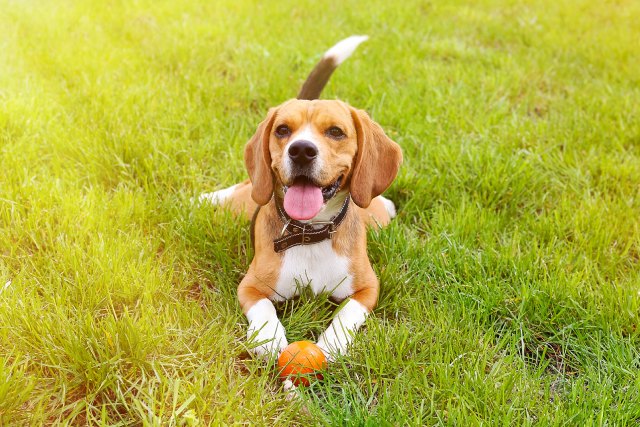 パピヨンと性格が似ている別犬種はいる？