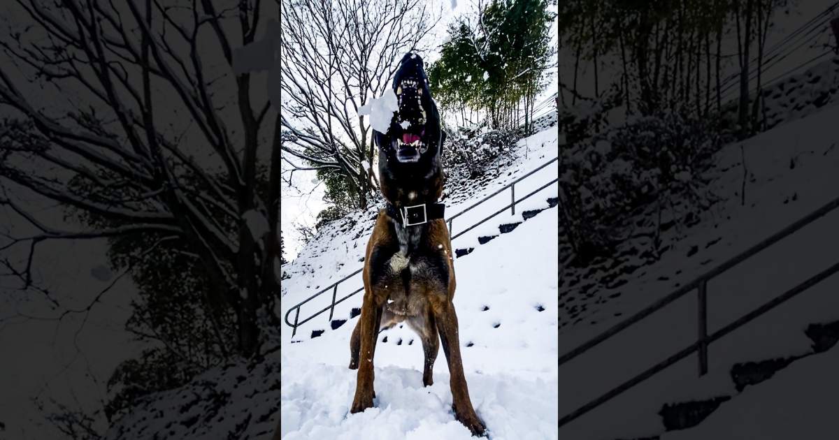 「犬ってかっこいい」を実感！雪玉に噛みつく大型犬くんの写真が大迫力！