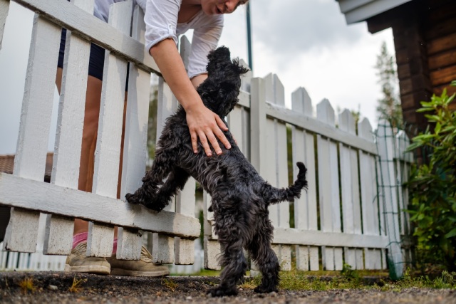 ミニチュアシュナウザーは初心者には飼いやすい犬種なの？