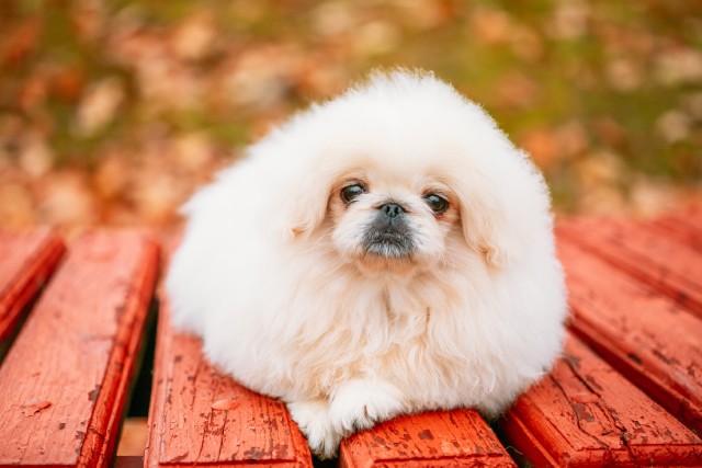 ペキニーズは抜け毛が多くて飼うのが大変？