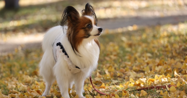 パピヨンの性格は？飼いにくい？