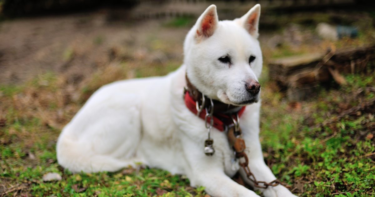 紀州犬の性格や特徴は？初心者に向けた飼い方も