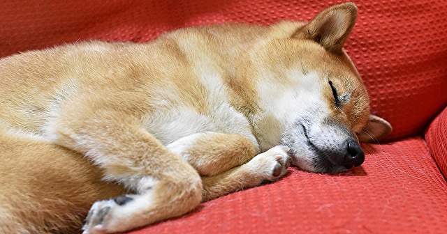 人と犬の睡眠の違いは？事前調査では夢を見てそうな犬は9割以上！★ブリナビ調査隊★