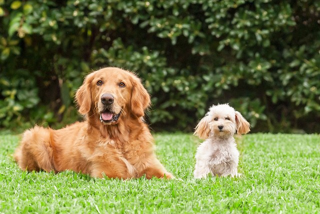 他の犬種や他人とは仲良くなれる？