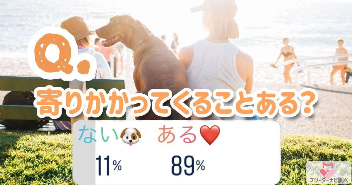 愛犬が「寄りかかってくる」ことある？