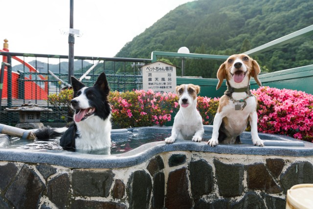 きぬ川国際ホテル