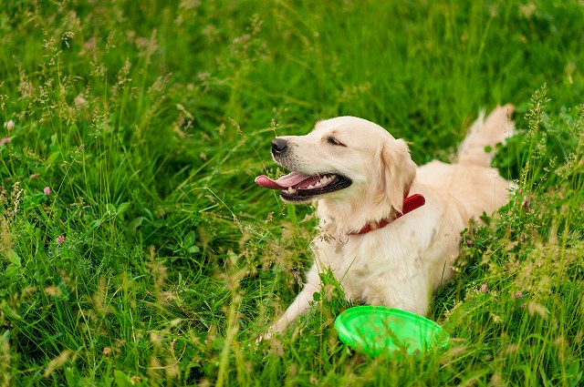 初心者には飼いやすい犬種なの？