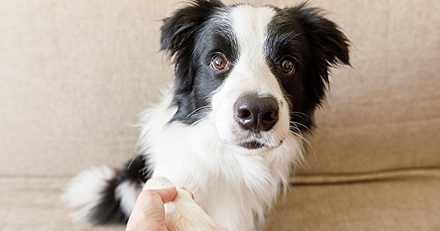 犬の爪切りの時期やコツは？自宅でする飼い主は4人に1人の調査結果に★ブリナビ調査隊★