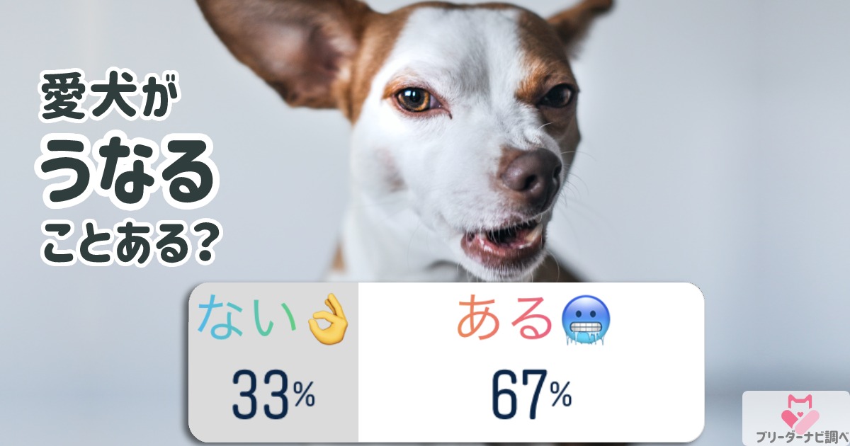 愛犬は「うなる」ことある？