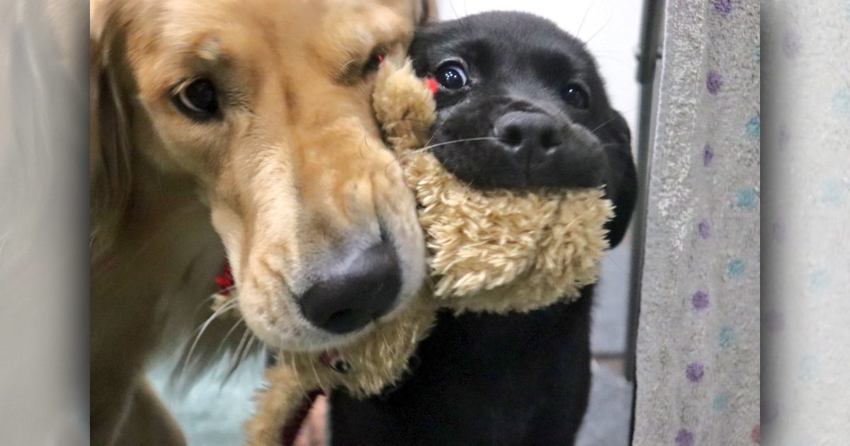 妹犬に合わせて手加減する姉犬！仲良くケンカするレトリーバー姉妹が話題