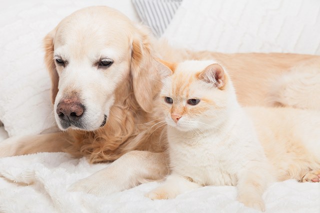 多頭飼いには向いている？