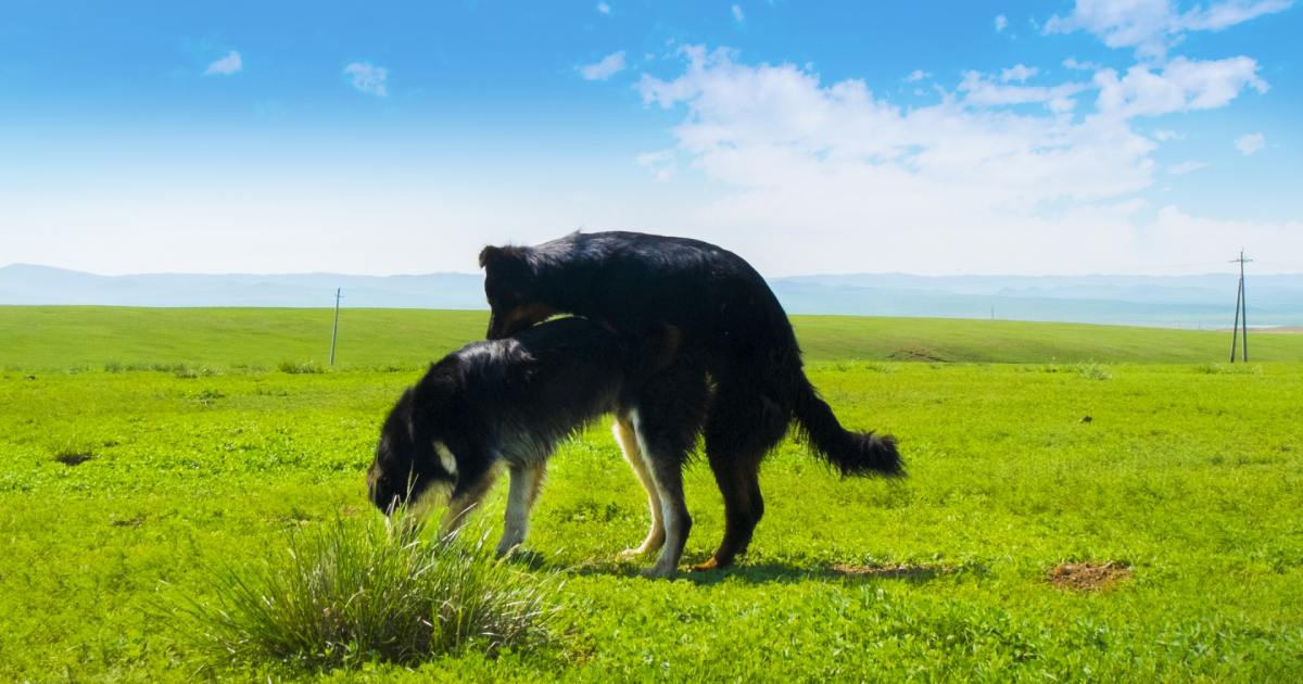 犬のマウンティングをやめさせる方法パターン別解説！驚きの調査結果も発表★ブリナビ調査隊★