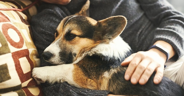 犬が寄りかかってくるときの心理！約9割のワンちゃんがする行動!?調査結果発表も★ブリナビ調査隊★