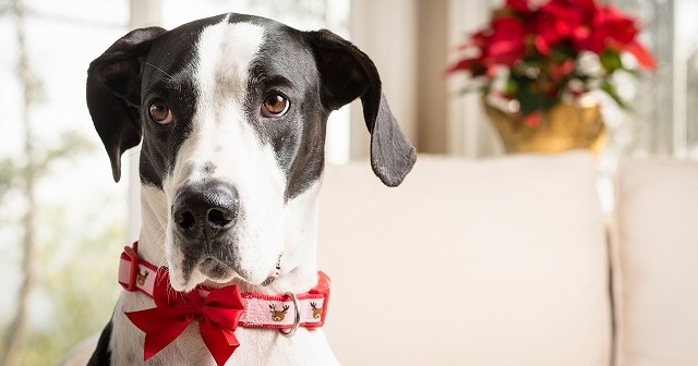 家の中でも愛犬の首輪を付けっぱなしにするメリット・デメリット。みんなはどうしてるの？調査結果発表も！★ブリナビ調査隊★