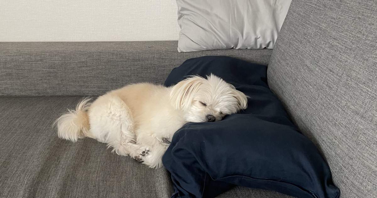 枕を使って「スヤァ…」寝姿が完璧なポメプーちゃんがかわいすぎ！