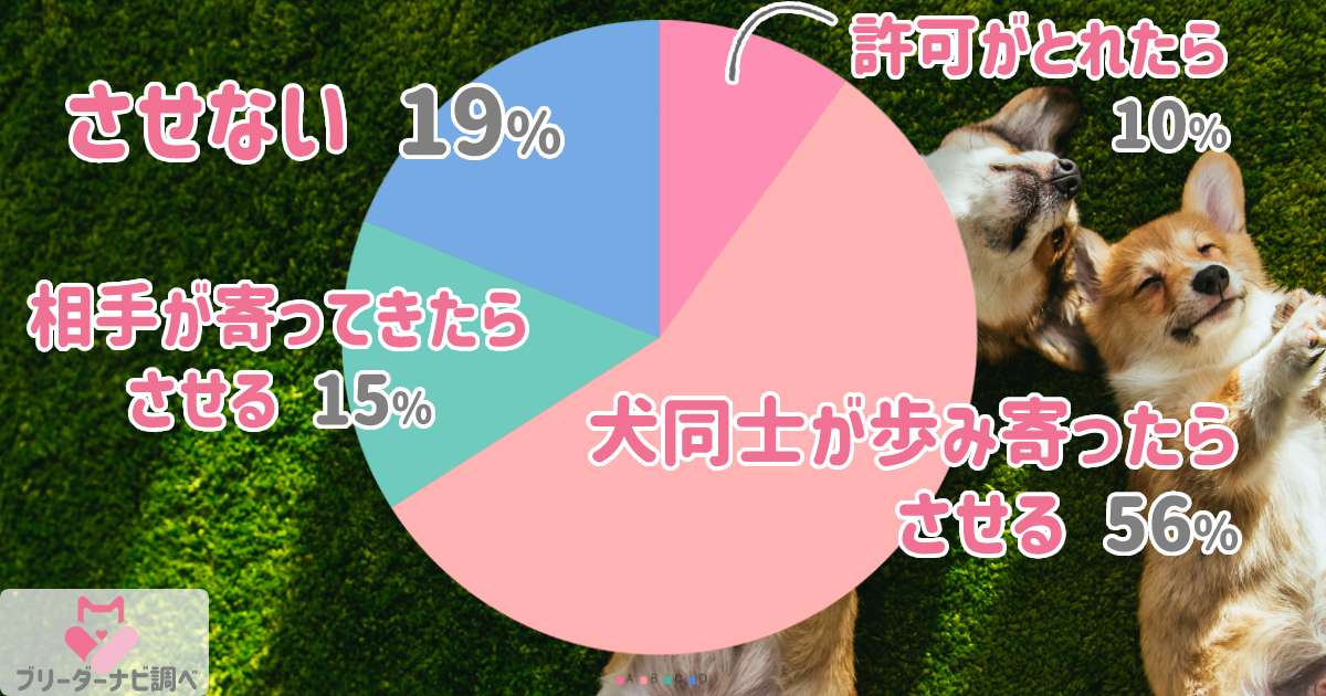 散歩中他の犬と『あいさつ』するときの注意点！事前調査では約8割がさせている結果に★ブリナビ調査隊★