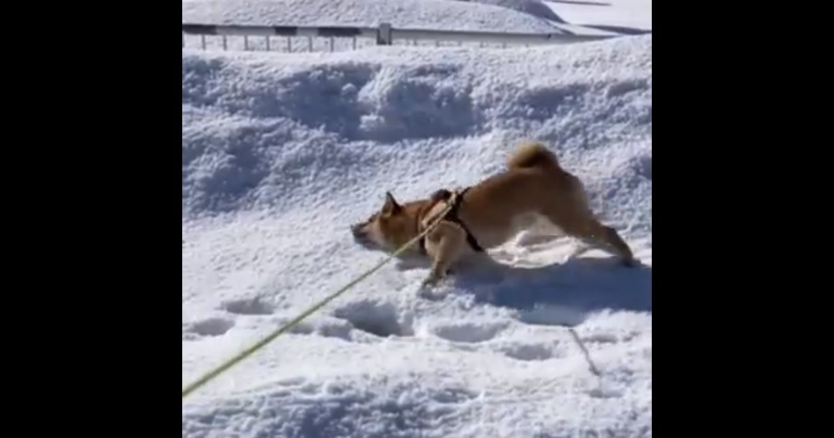冷たくない？雪の上でゴロスリする柴犬くん！公園では「滑りゴロスリ」も!?