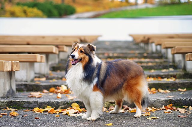 どういった人に向いている犬種？