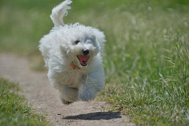 実は他の犬種でも見られる行動