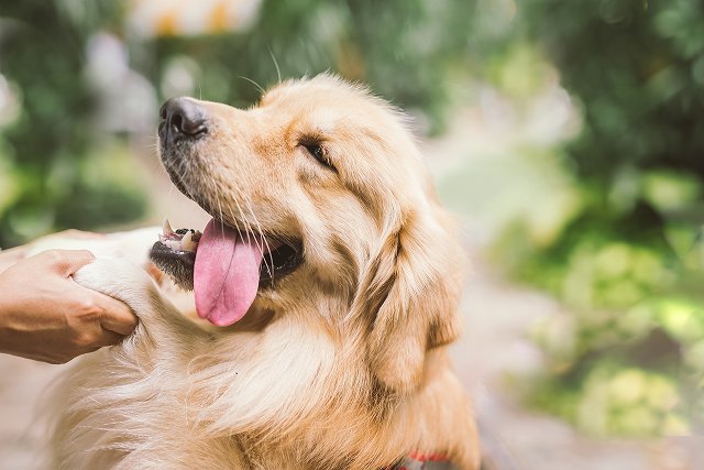 ゴールデンレトリーバーを飼うために準備するもの