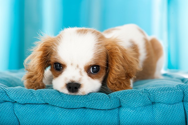 アパートやマンションでも飼ってOK？