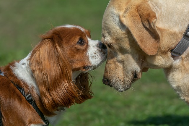 他の犬種や他人とは仲良くなれる？