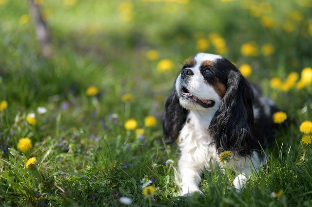 初心者には飼いやすい犬種なの？