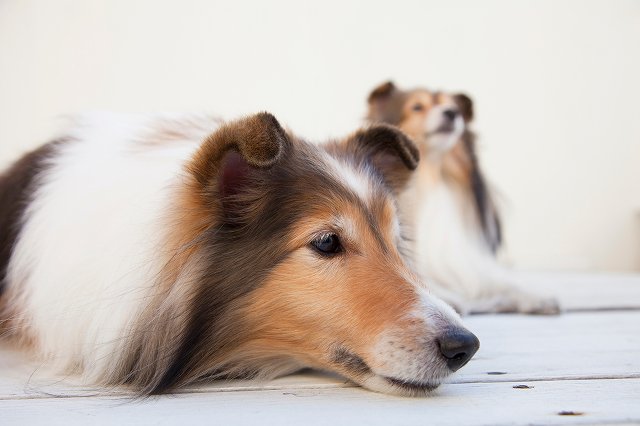 多頭飼いには向いている？相性の良い犬種はある？