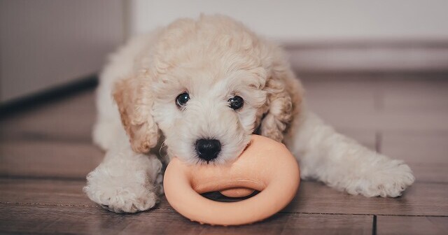 犬の「硬すぎ」「柔らかすぎ」なおもちゃのデメリットは？好きな「硬さ」調査の結果発表も！★ブリナビ調査隊★