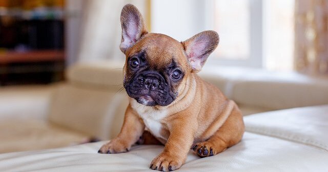 フレンチブルドッグの子犬を探す ブリーダーナビ