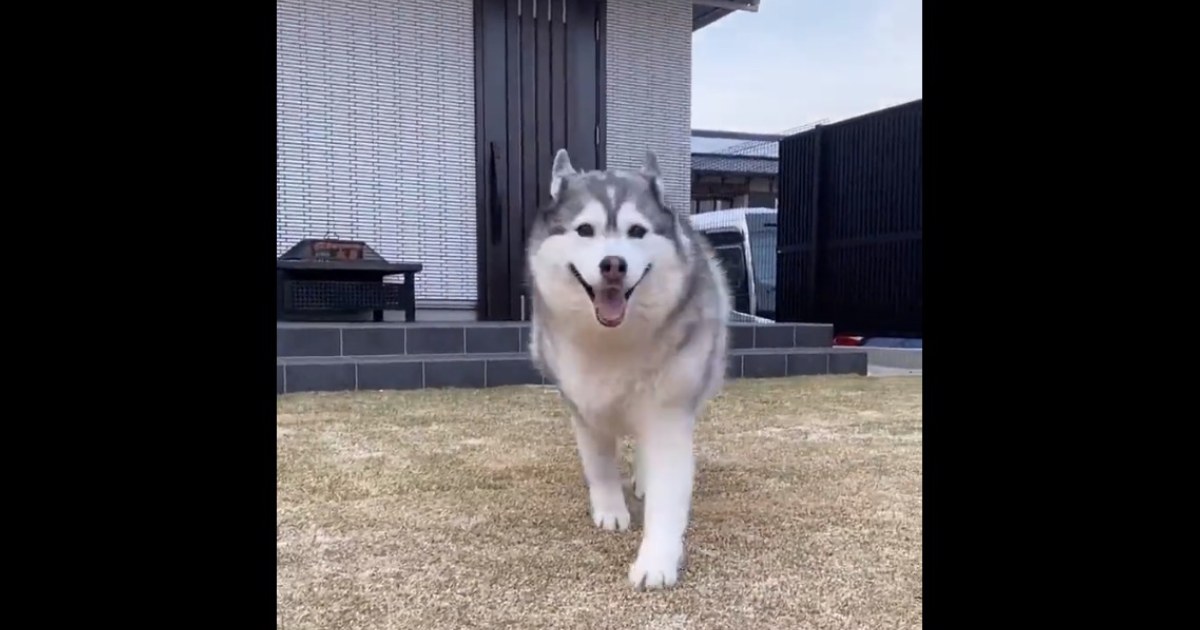 プリップリのハスキーちゃん♡カメラに歩み寄る姿が最高と話題！